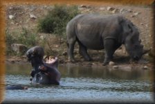 Gapend nijlpaard met neushoorn op de achtergrond